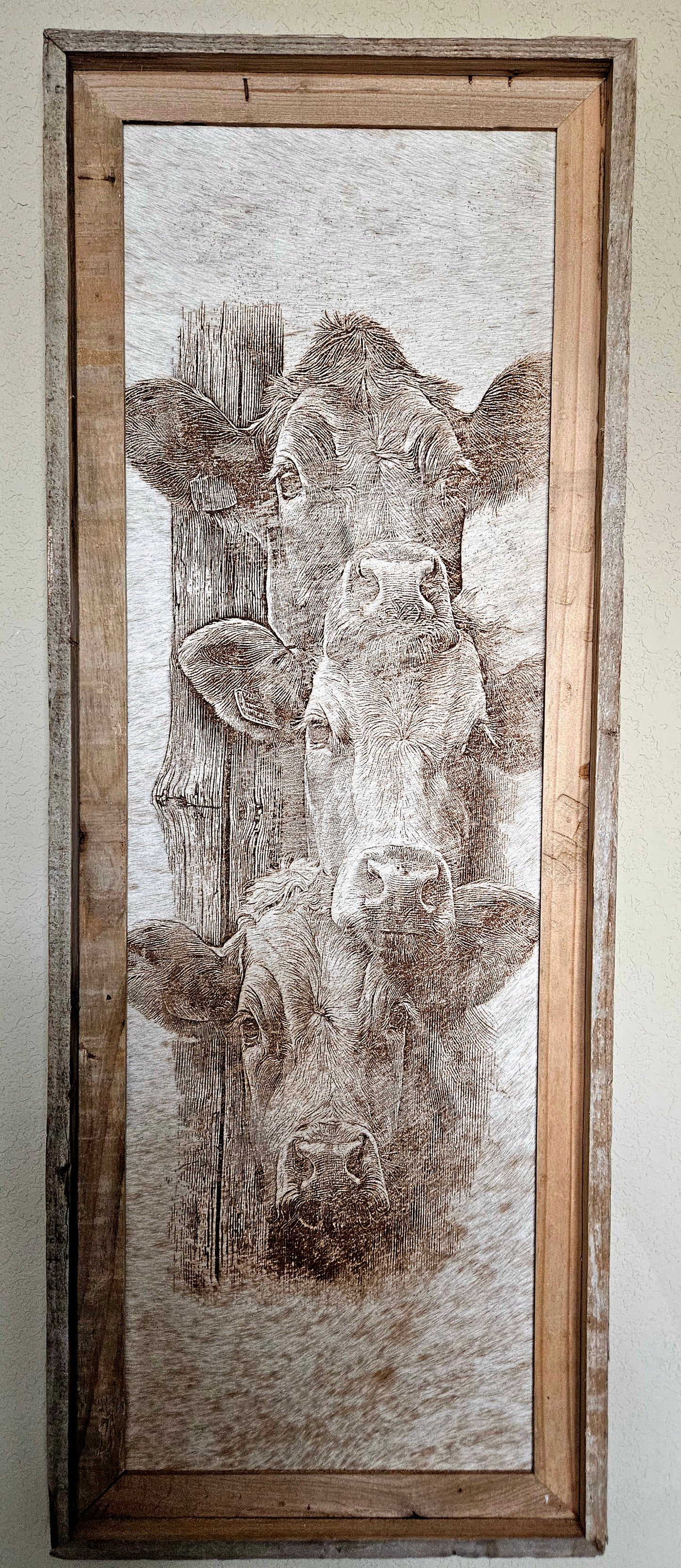 Peeking Cows 12" x 36" #707